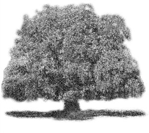  árbol, flora nativa, una